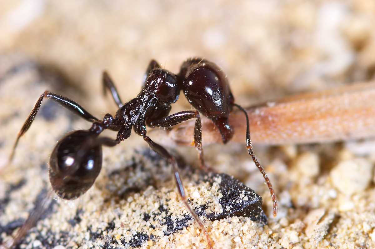 Natuurlijke manieren om mieren te bestrijden