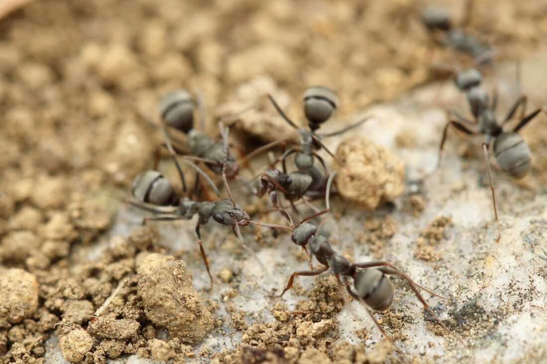 Preventieve maatregelen om mieren weg te houden