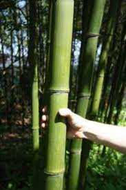 Verkrijgen van bamboezaad