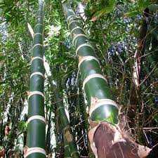 Bamboe kweken vanuit zaad