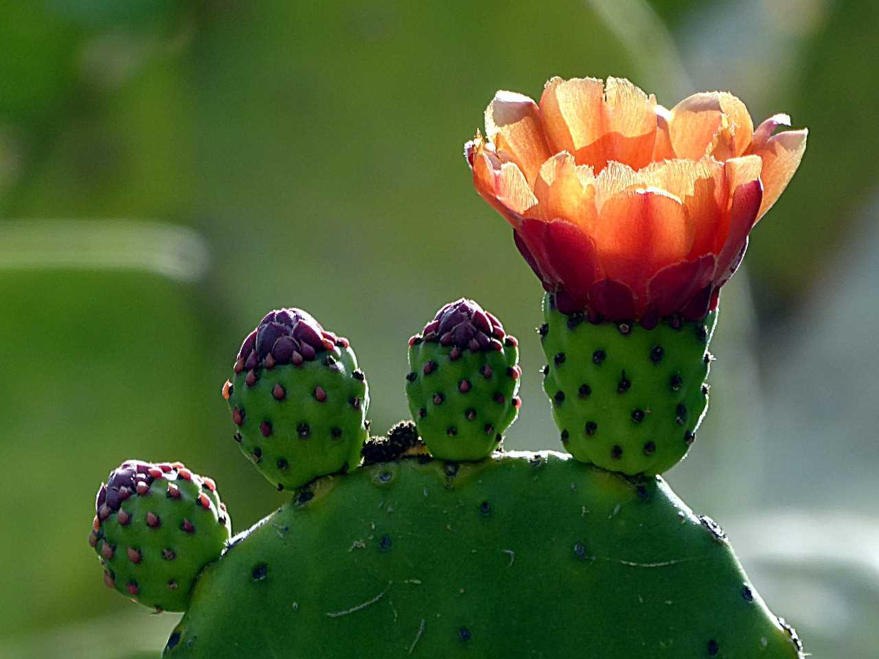 Zorg voor de juiste cactusplant