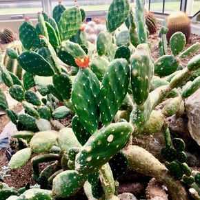 Stappen voor het kweken van cactusvijgen