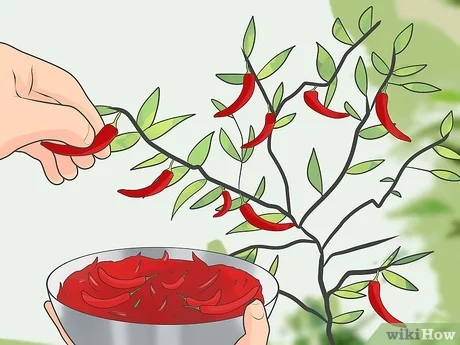 Voordelen van het kweken van chilipepers