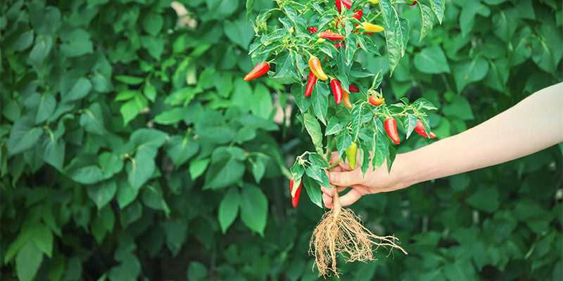 Chilipepers kweken