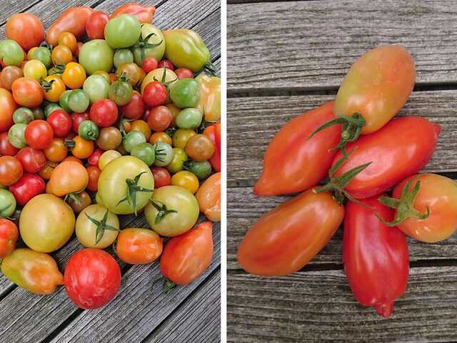 Hoe groene tomaten thuis rijp maken