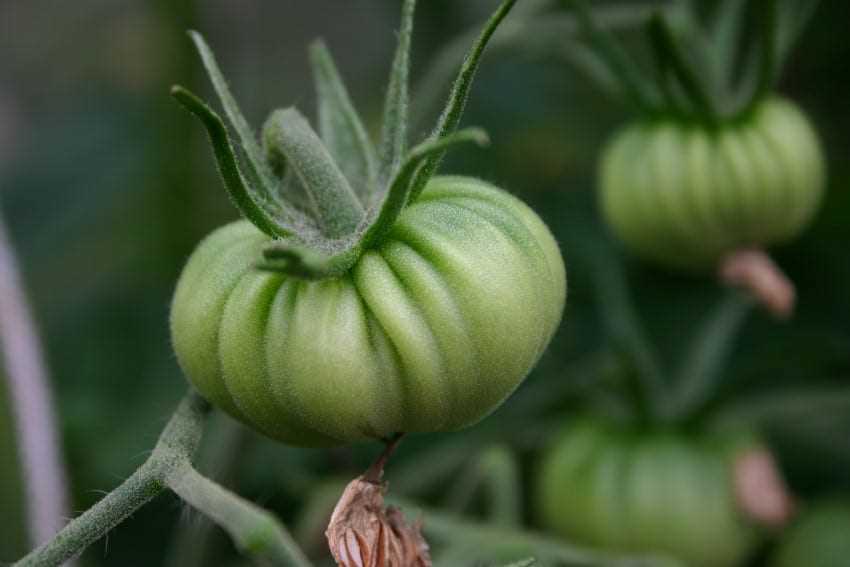 Groene tomaten rijp maken