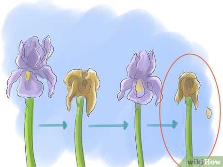 Irissen verzorgen wanneer de bloemen afsterven