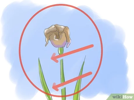 Hoe zorg je goed voor irissen na de bloei?