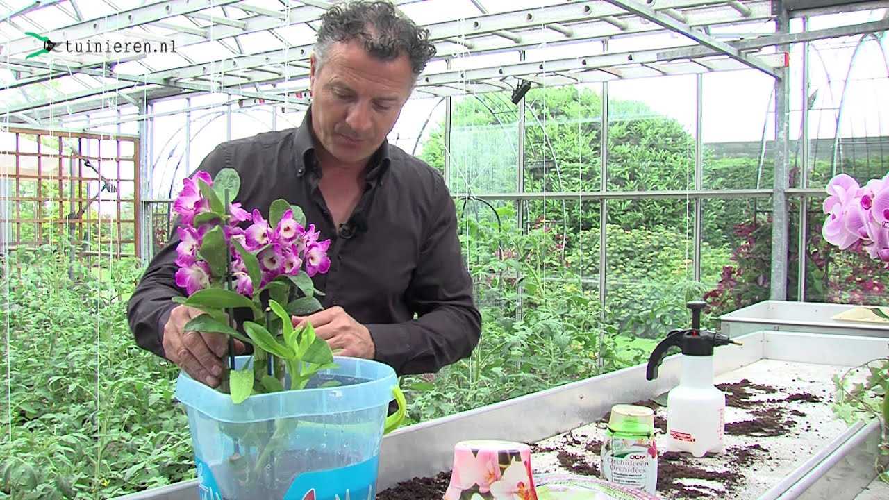 Stappenplan voor het verplanten van orchideeën