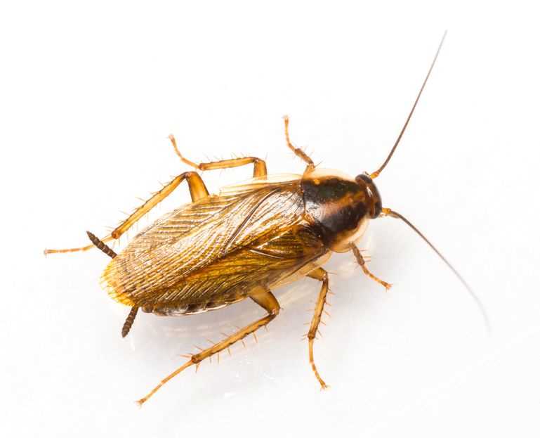 Herkennen van een kakkerlak