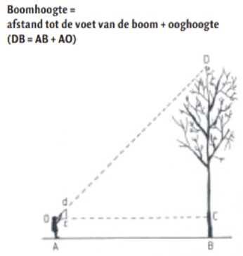 Stap 2: Meet de hoek van de top van de boom