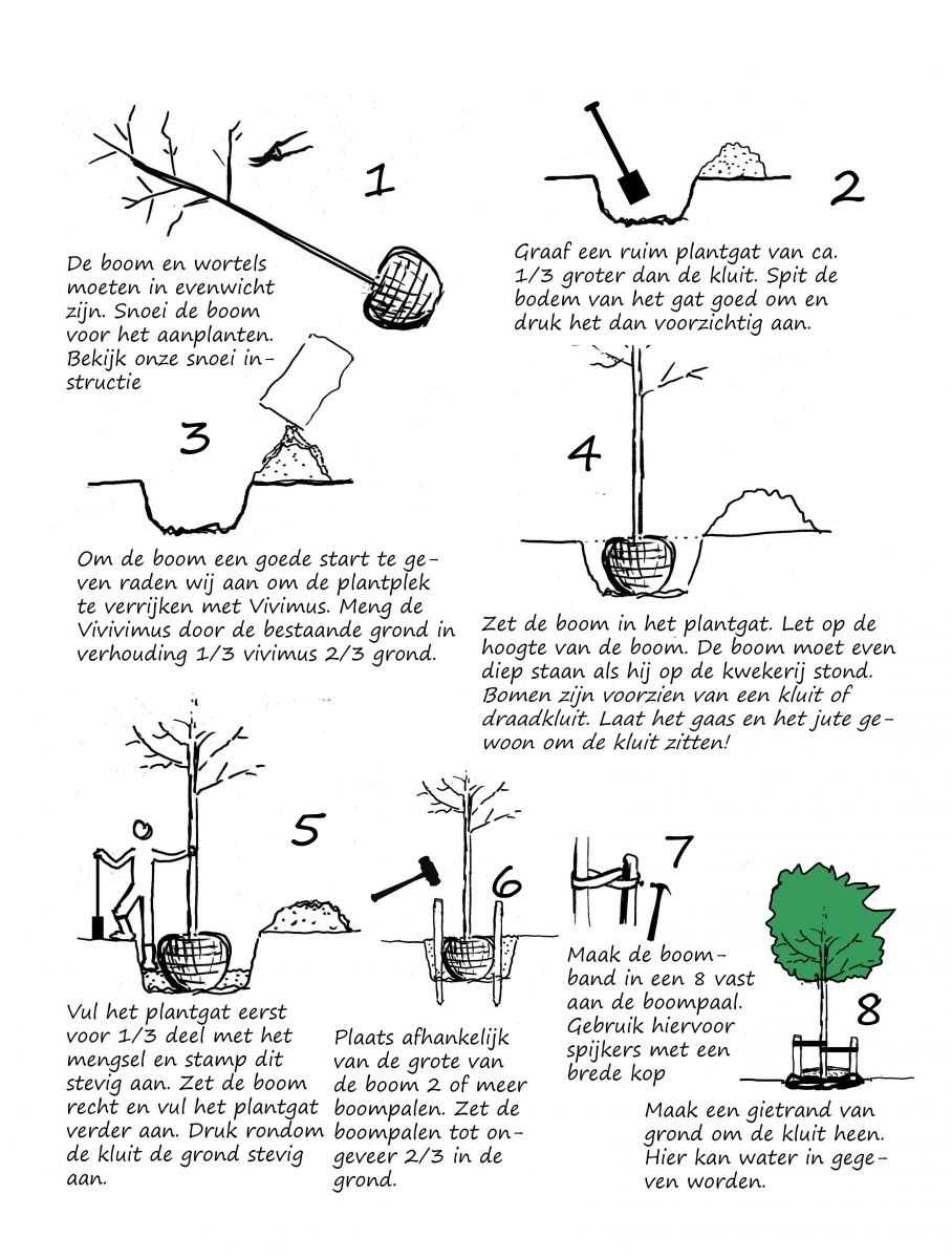 Welke soorten bomen zijn geschikt om te planten?