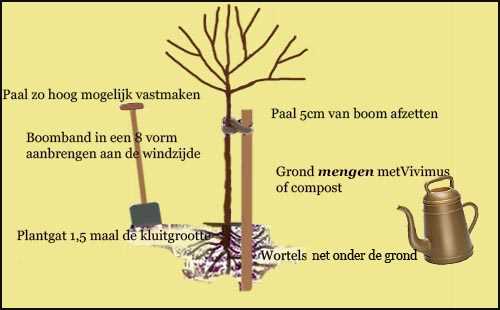 Een boom planten