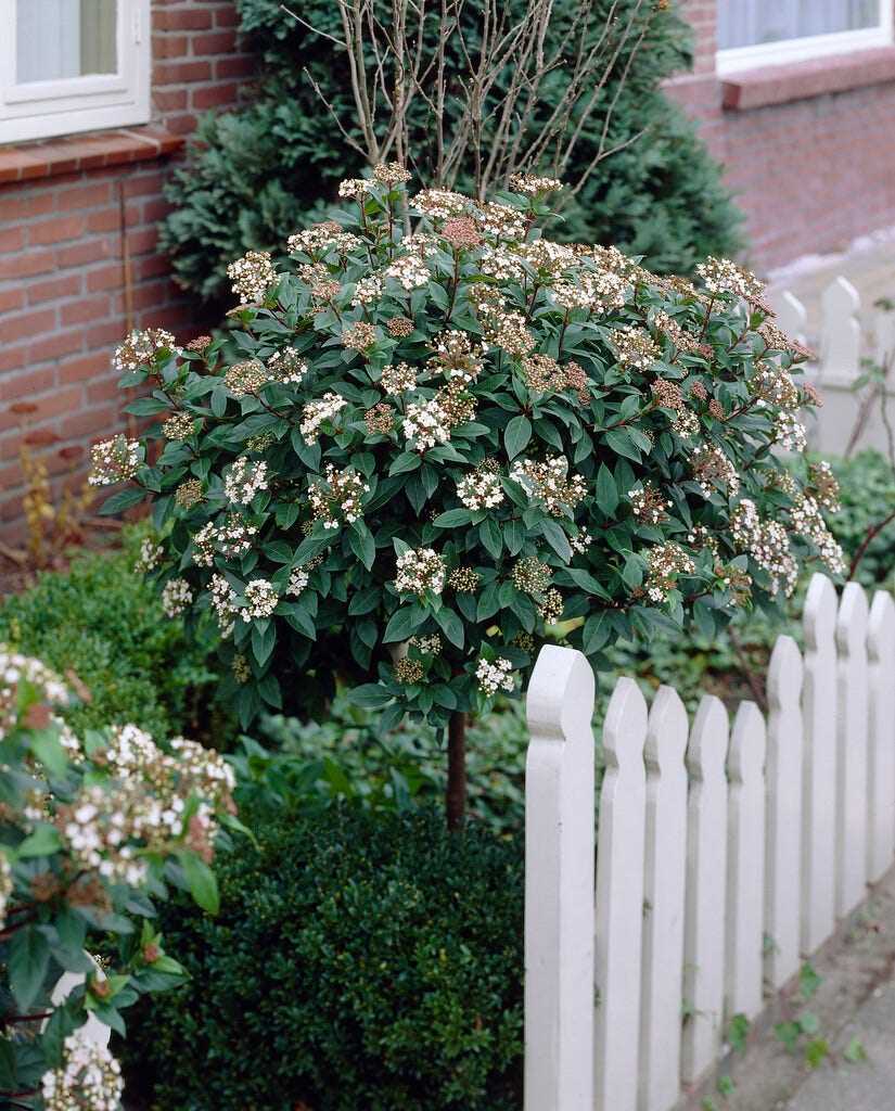 Hoe een sneeuwbalplant te snoeien?