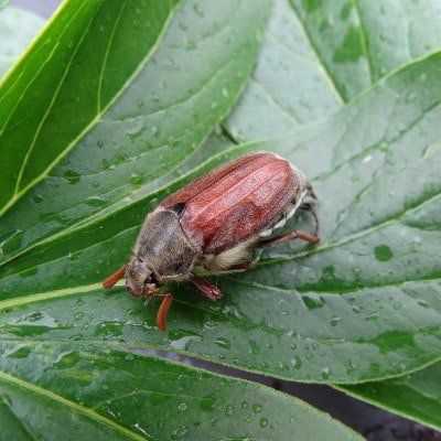 Herkennen van engerlingen in je tuin