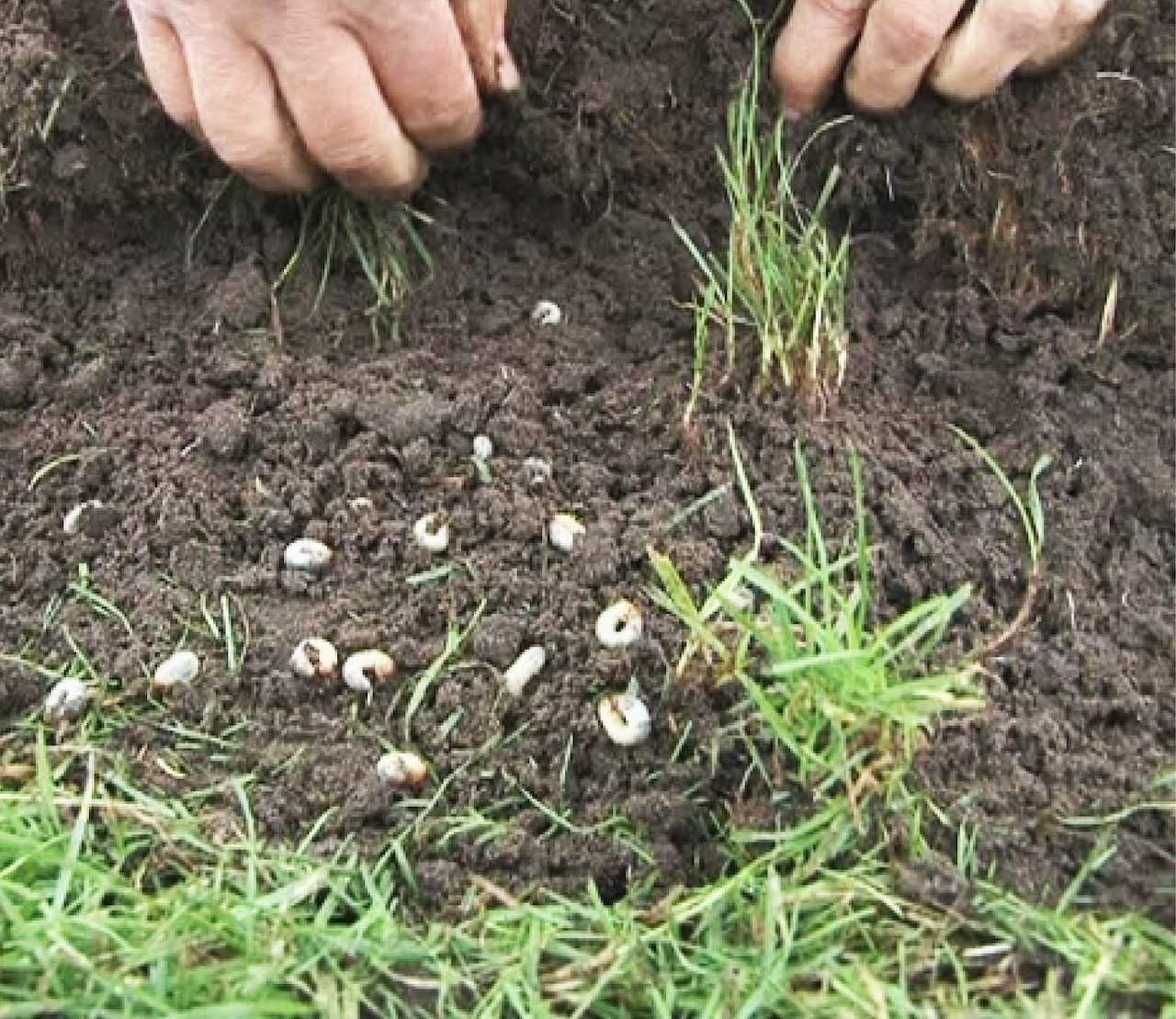 Wat zijn engerlingen?