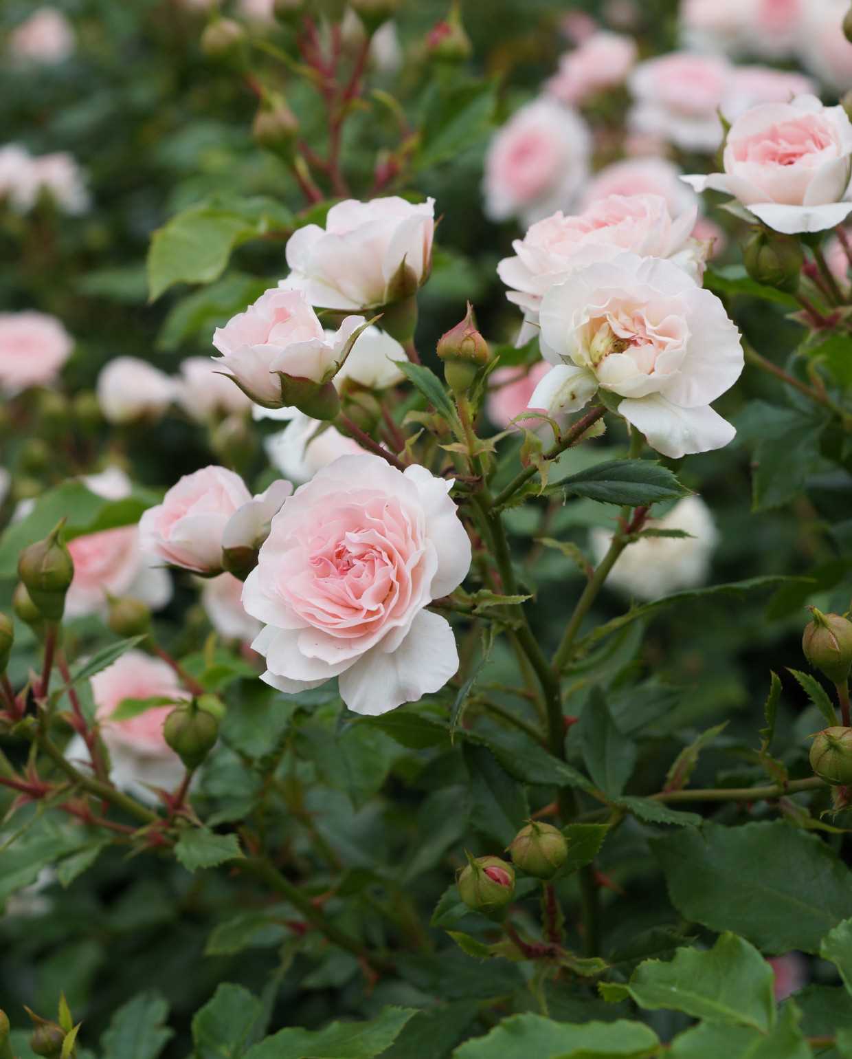 Prachtige toevoeging aan uw tuin