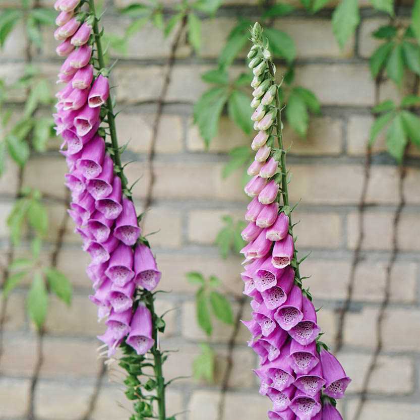 Natuurlijke schoonheid in de tuin