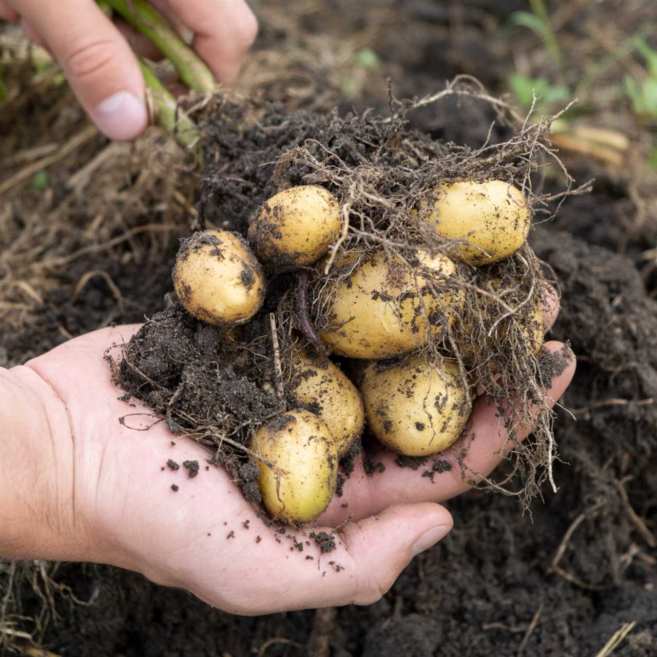 Tips voor het telen van aardappels