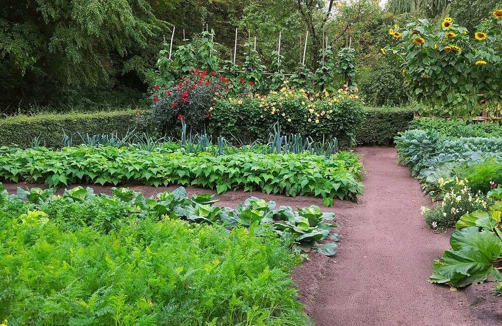 Een biologische tuin beginnen