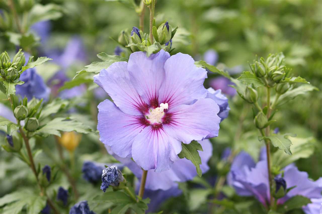 Waarom een meerjarige hibiscus winterklaar maken?