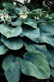 Hosta planten