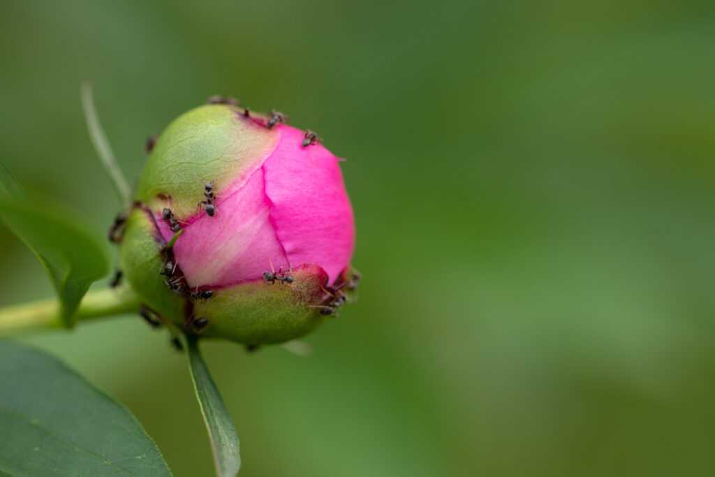 Redenen waarom mieren op pioenrozen verschijnen