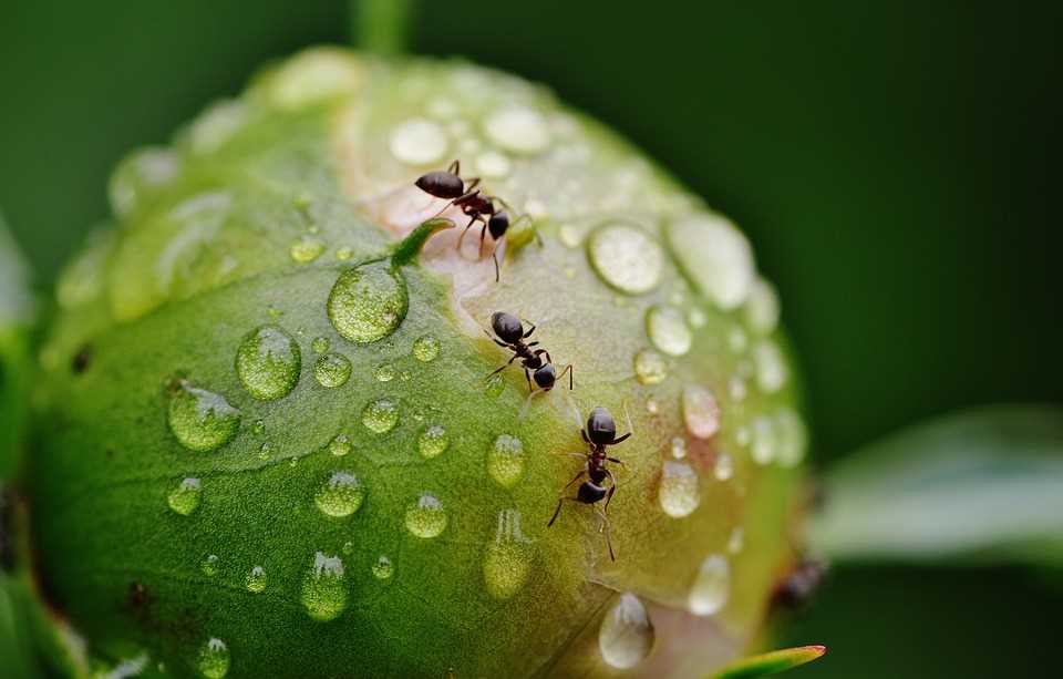 Methoden om mieren uit de buurt van pioenrozen te houden