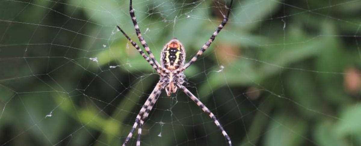 Natuurlijke spinnenafweermiddelen gebruiken