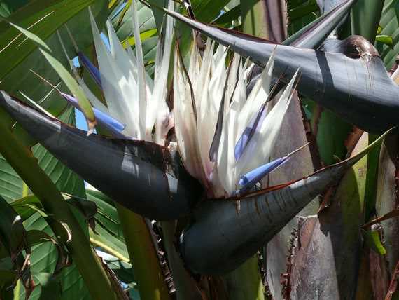 Strelitzia kweken