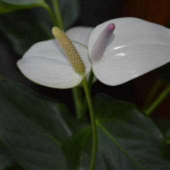 Stappen voor het kweken van Anthuriumplanten