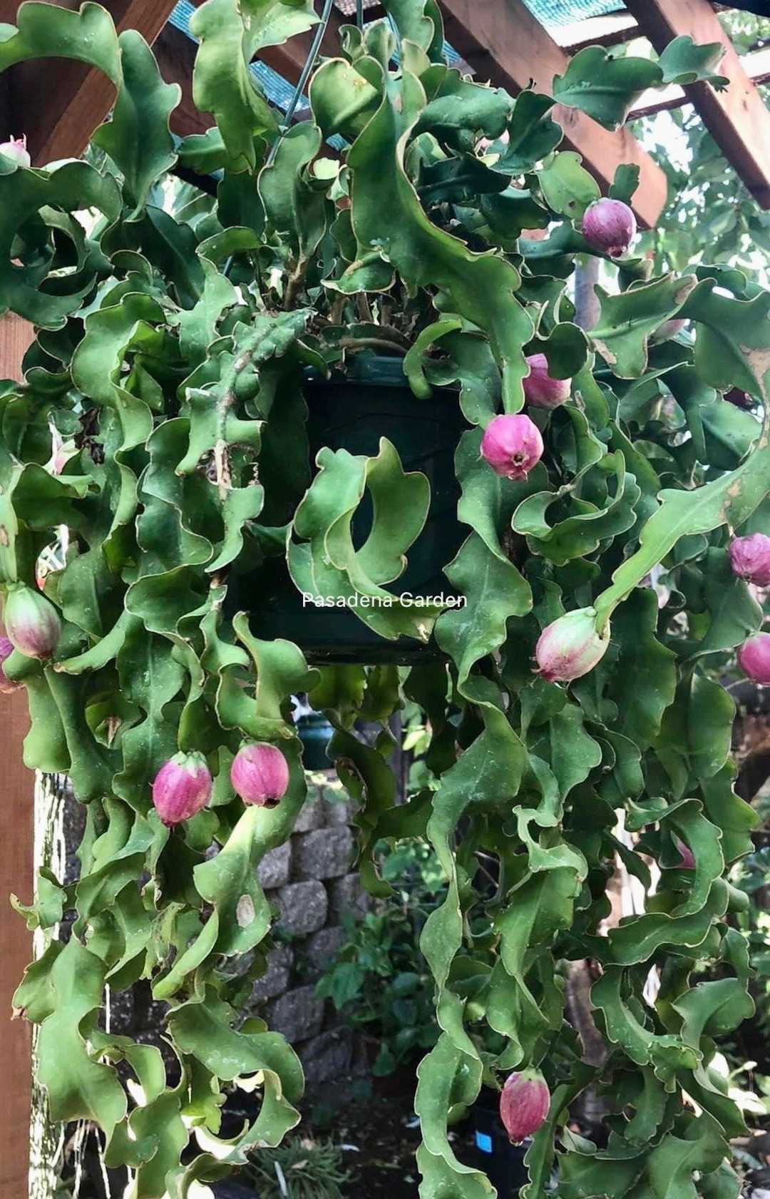 Een epiphyllumcactus verzorgen