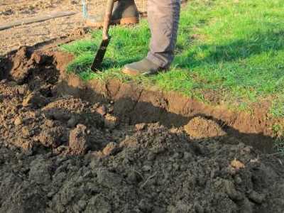 Maakt ruimte voor nieuwe beplanting