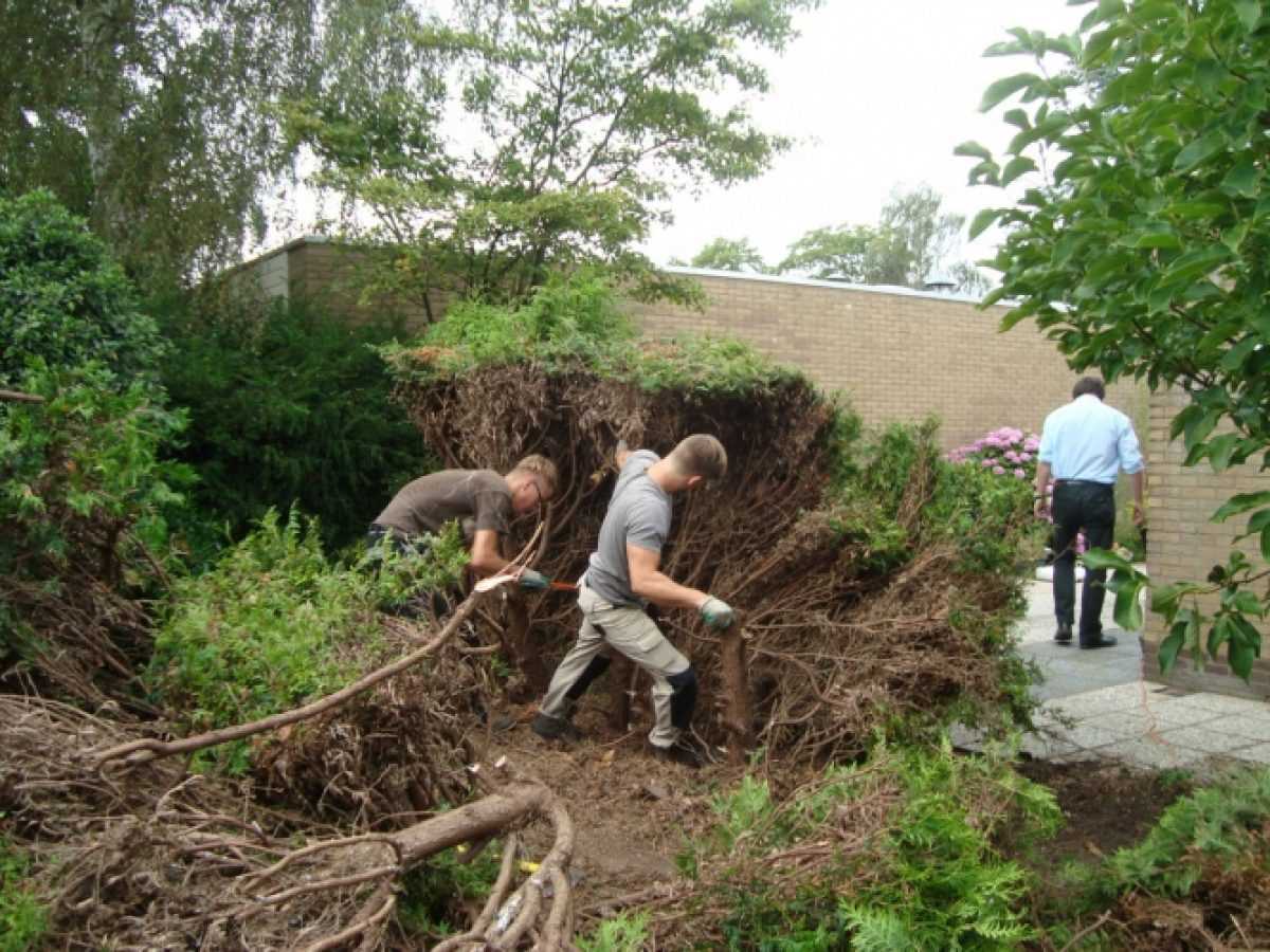 Stappenplan voor het verwijderen van grote struiken