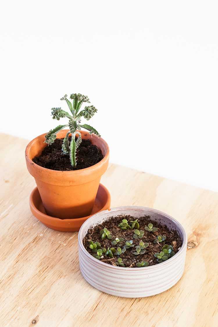 Zorg voor geschikte grond voor Kalanchoe