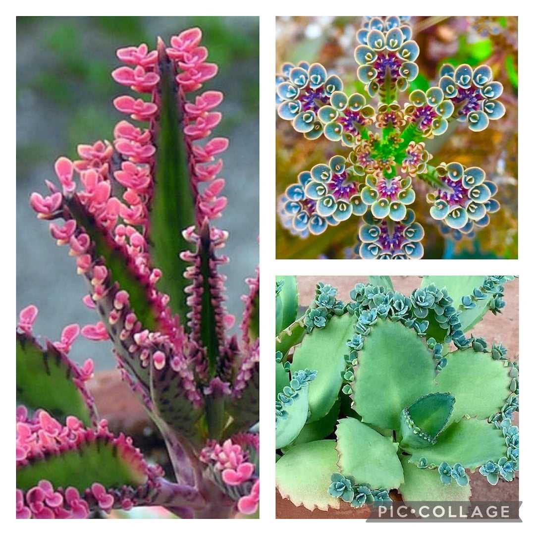 Kalanchoe kweken