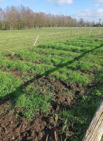 Effectieve methoden voor het verwijderen van kweekgras