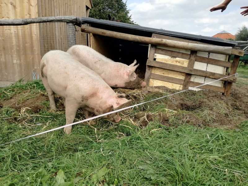 Voorkomen van kweekgras in uw tuin