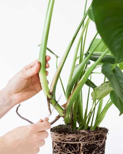 Planten stekken