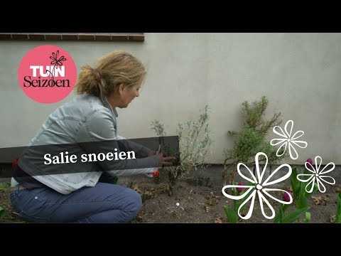 Salie snoeien