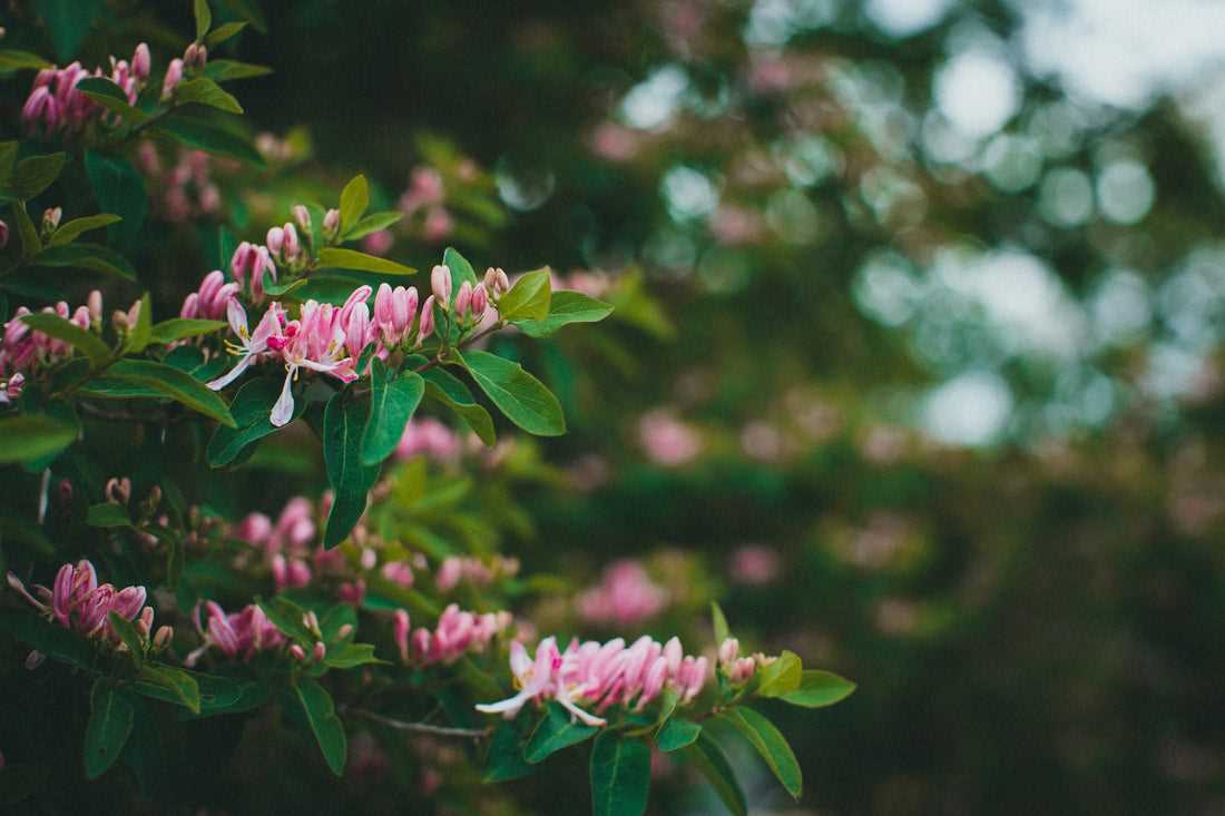 Tips voor het snoeien van tulpen