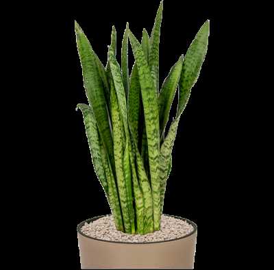 Populaire soorten Sansevieria