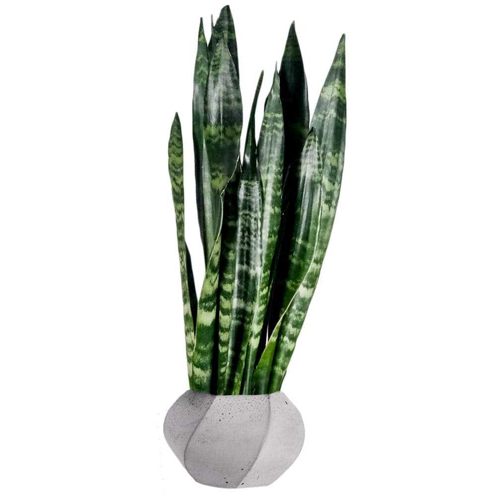 Voordelen van de Sansevieria