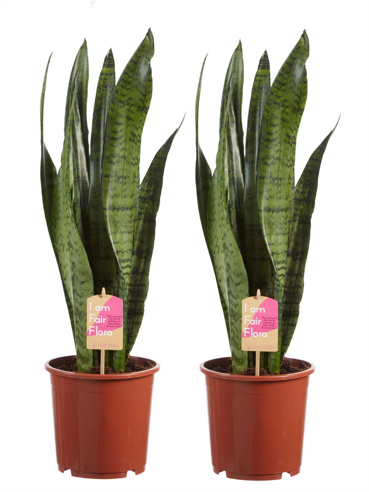 Sansevieria Laurentii