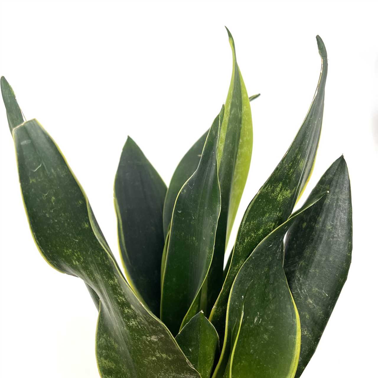 Wat is een Sansevieria?