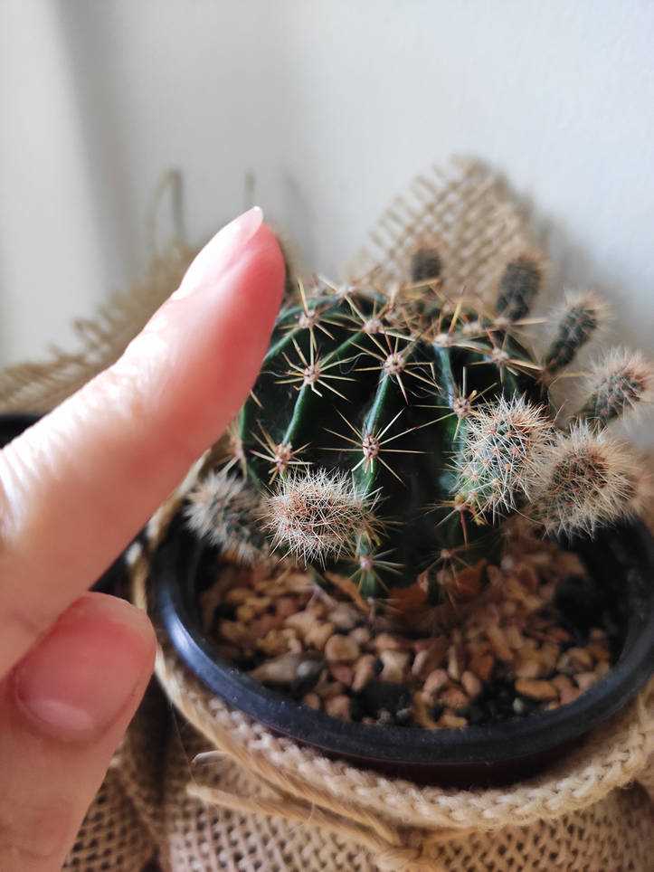 Cactusnaalden verwijderen