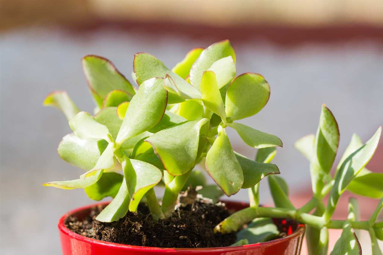 Crassula ovata kweken