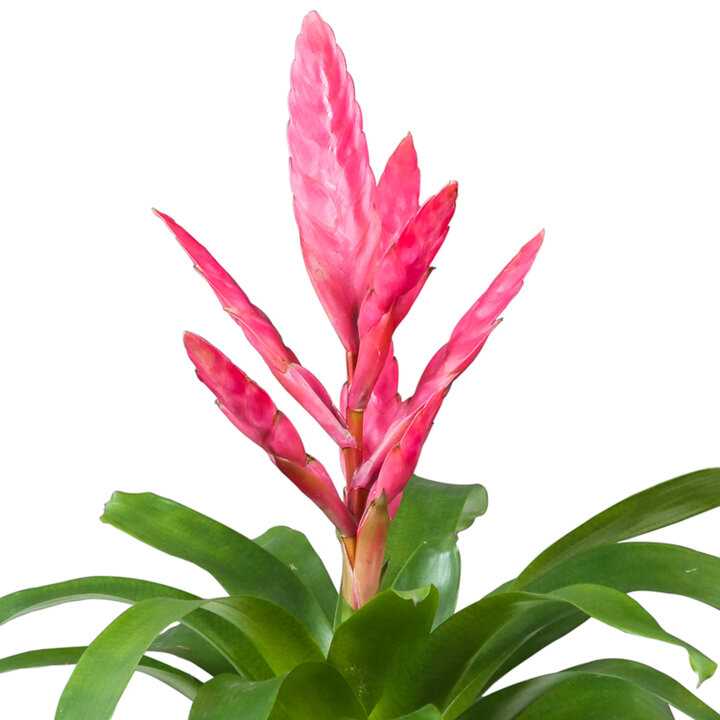 De basisverzorging van een bromelia