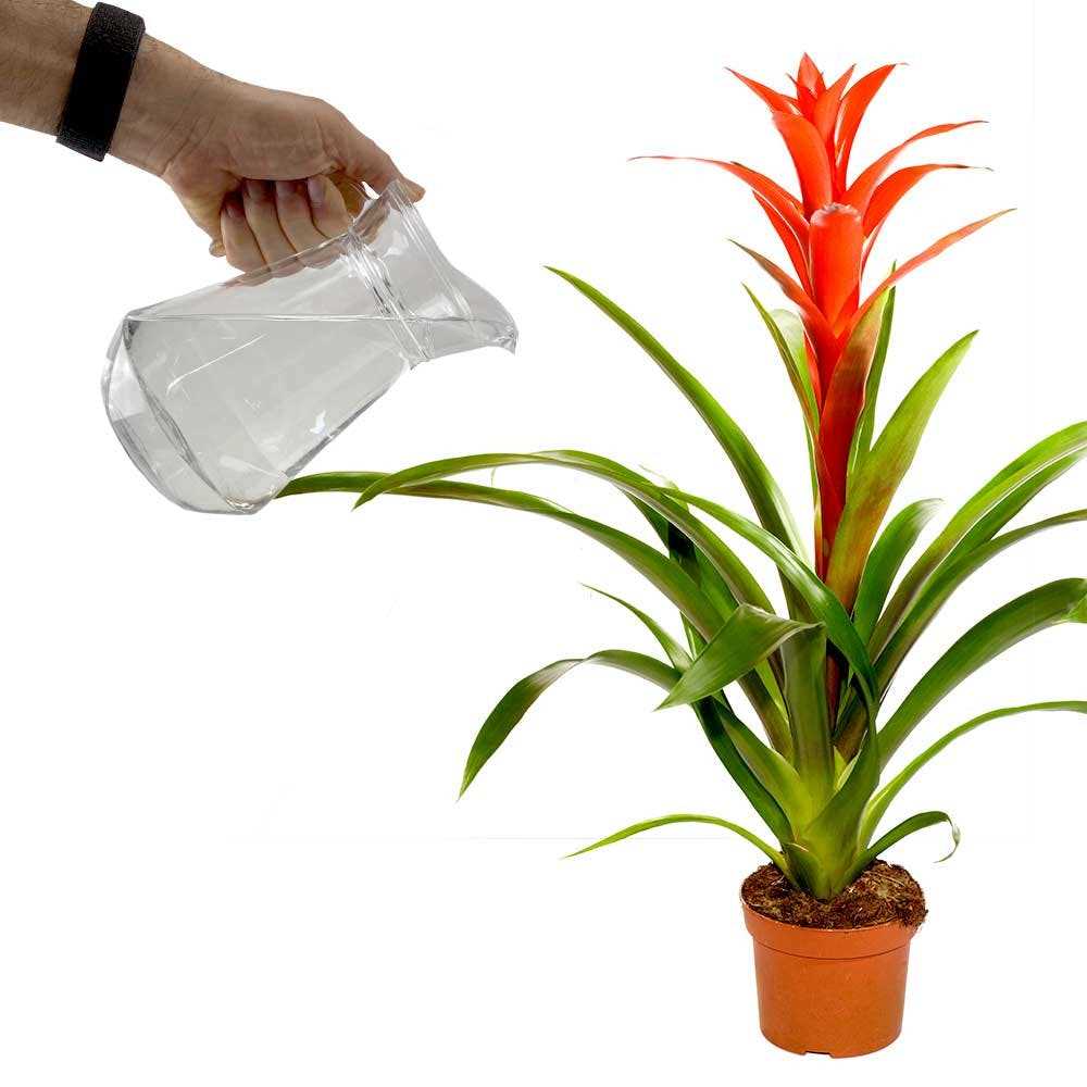 De bromelia voeden met geschikte meststoffen