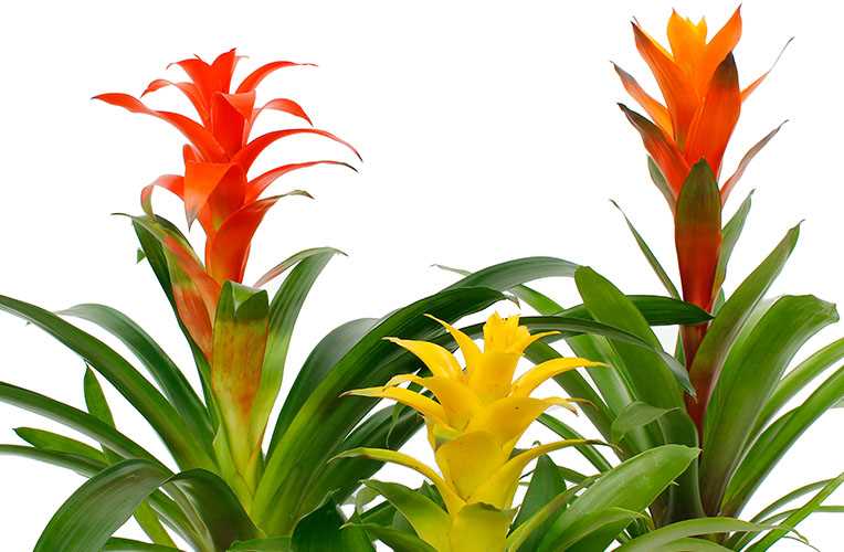 Een geschikte standplaats voor de bromelia kiezen